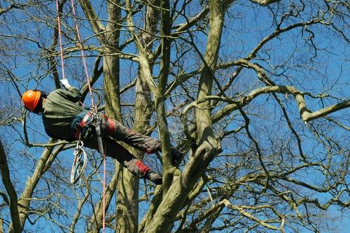 Tree Surgery and Forestry Contractors