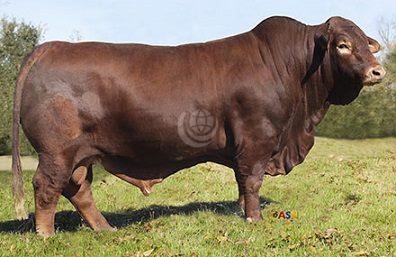Cattle Breeders, USA