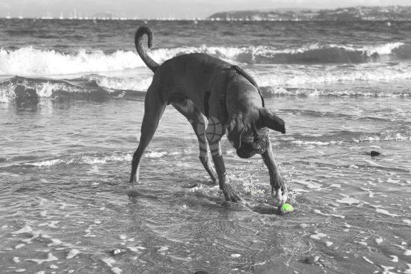 Hugo Tonks by the Sea Hugo Tonks by the Sea