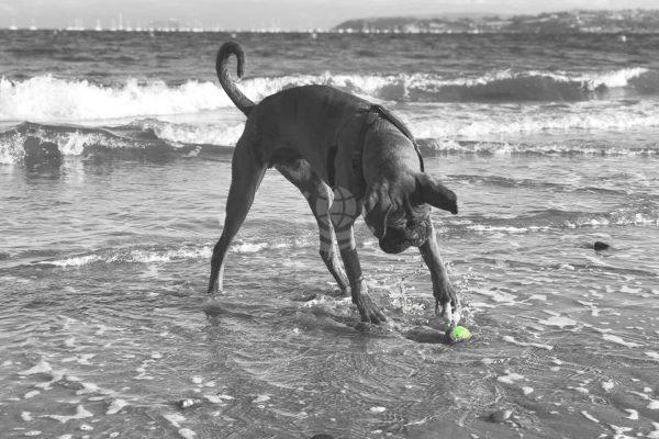 Hugo Tonks by the Sea