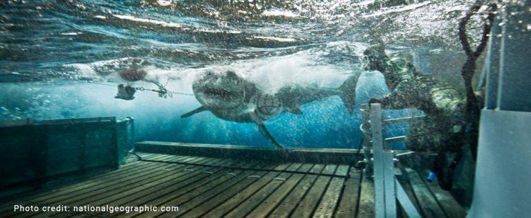 hydraulic under water shark lift