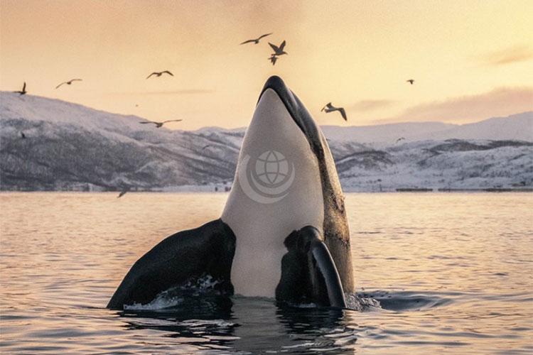 A whale jumping out of Arctic water