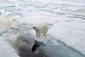 Latitude Blanche case study - polar bear on ice block