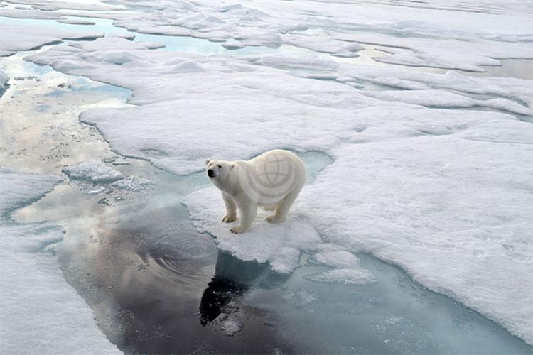 Latitude Blanche case study - polar bear on ice block