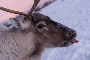 Arctic Reindeer