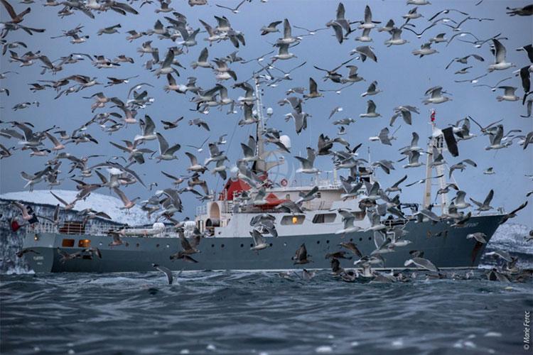 Latitude Blanche case study - the Polarfront ship with seagulls