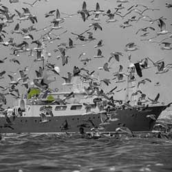 Fishing vessel with seagulls