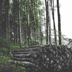 Timber stack in the forest